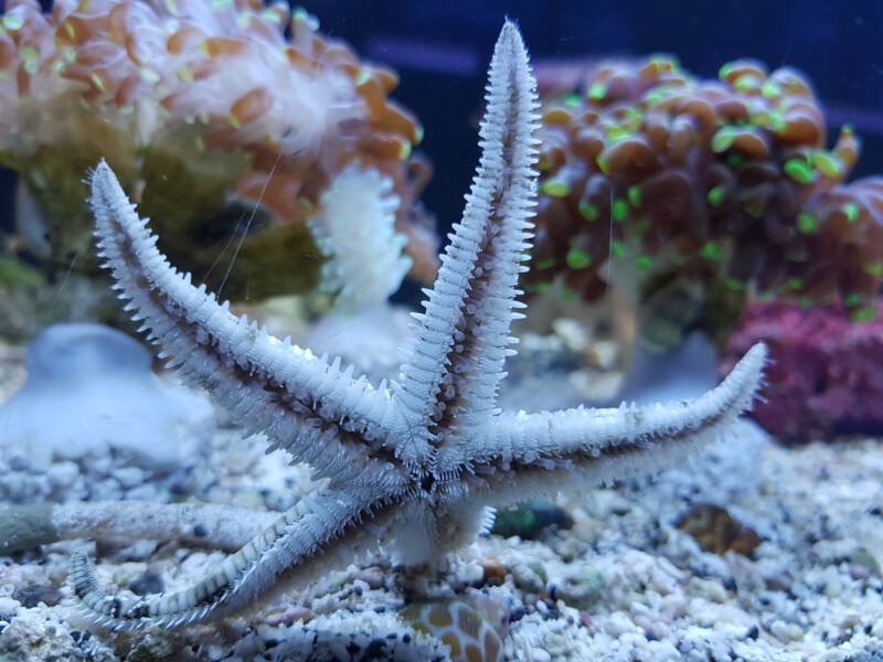 Astropecten polyacanthus commonly known as sand-sifting star fish moving on the bottom of a reef tank