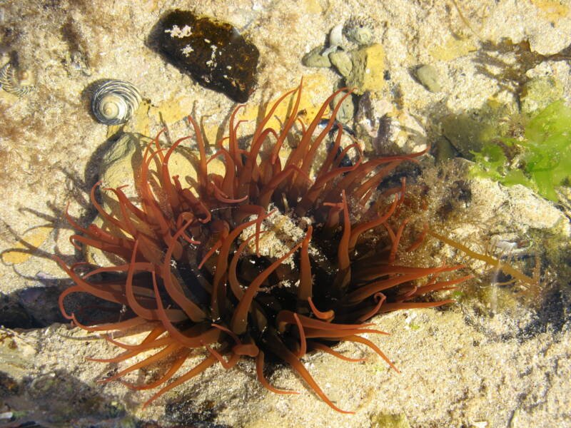Australian red waratah anemone on a sea bottom. Could be sometimes confused with a beadlet sea anemone