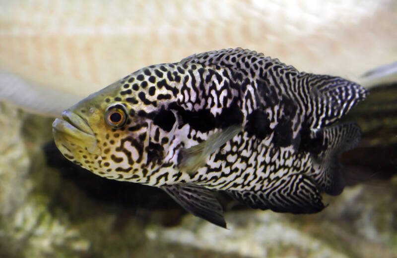 Jaguar cichlid or aztec cichlid swimming in aquarium