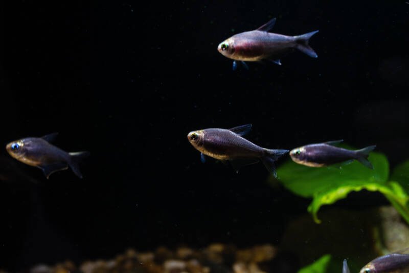 A school of Nematobrycon palmeri commonly known as emperor tetra fish variation black swimming in a planted aquarium