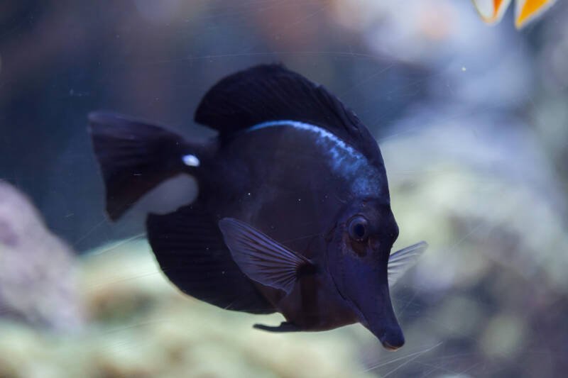(Zebrasoma rostratum known commonly as black tang swimming in a saltwater aquarium