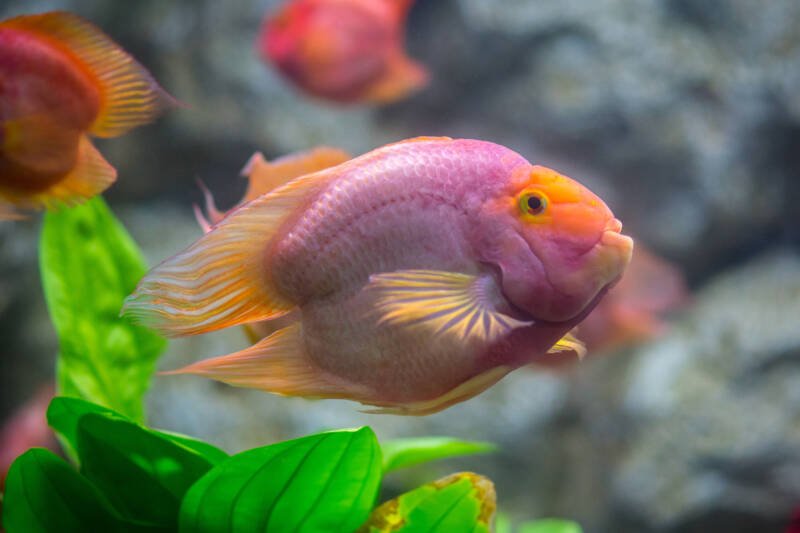 Blood parrot cichlid with its overarched spine swimming in a planted aquarium