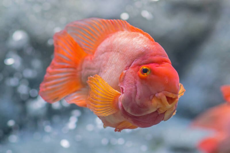 Red parrot cichlid features a mouth that doesn't close completely
