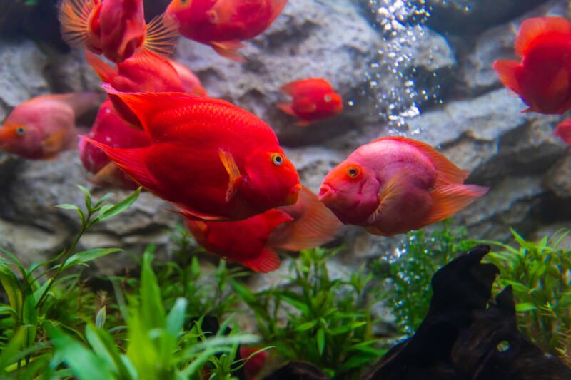 Blood parrot cichlids kissing each other