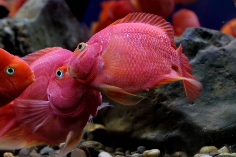 Two blood parrot cichlids kissing in a freshwater aquarium