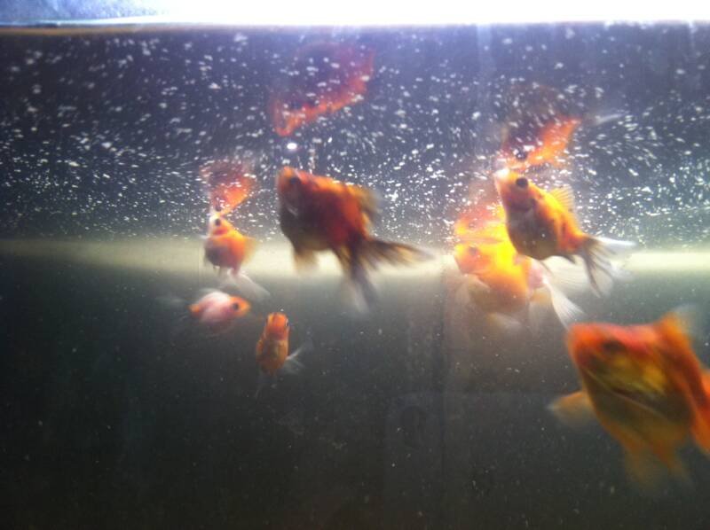 Breeding tank setup for goldfish