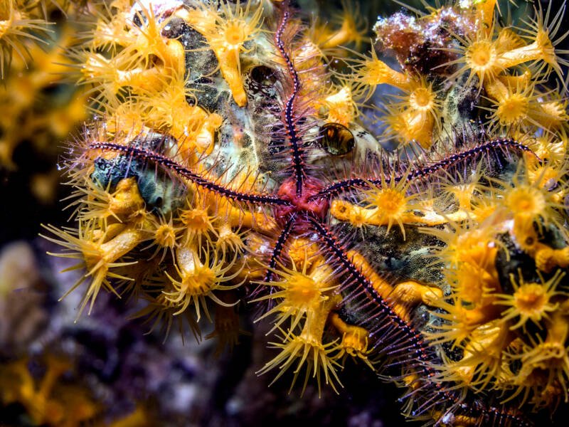 Brittle sea star on a reef