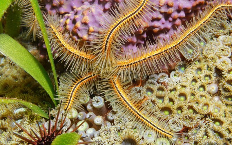 Brittle starfish on a reef in a marine aquarium