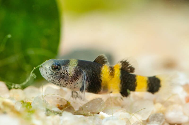 Male of bumblebee goby on a white substrate in a planted aquarium