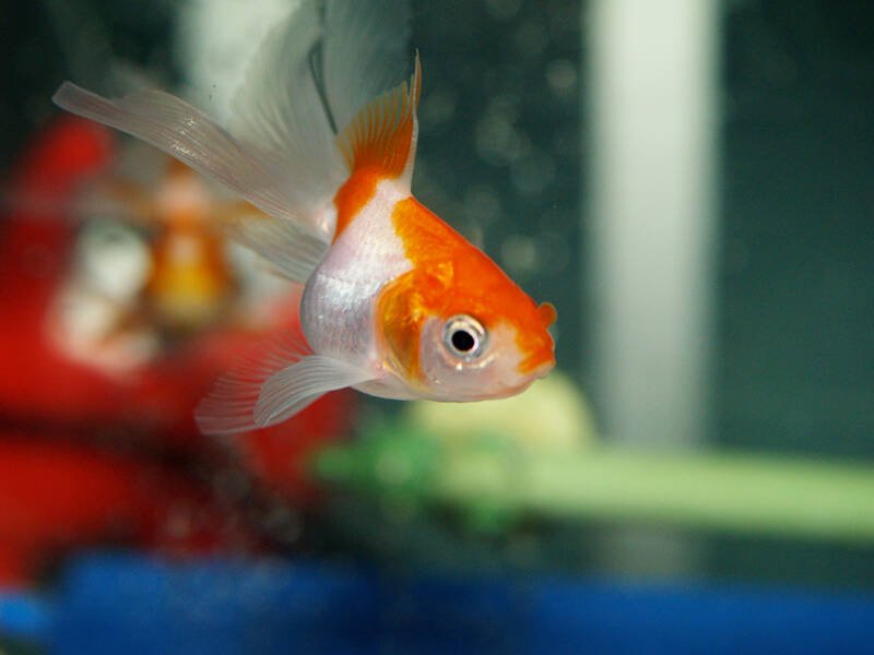 Rounded female of goldfish carrying the eggs in her belly