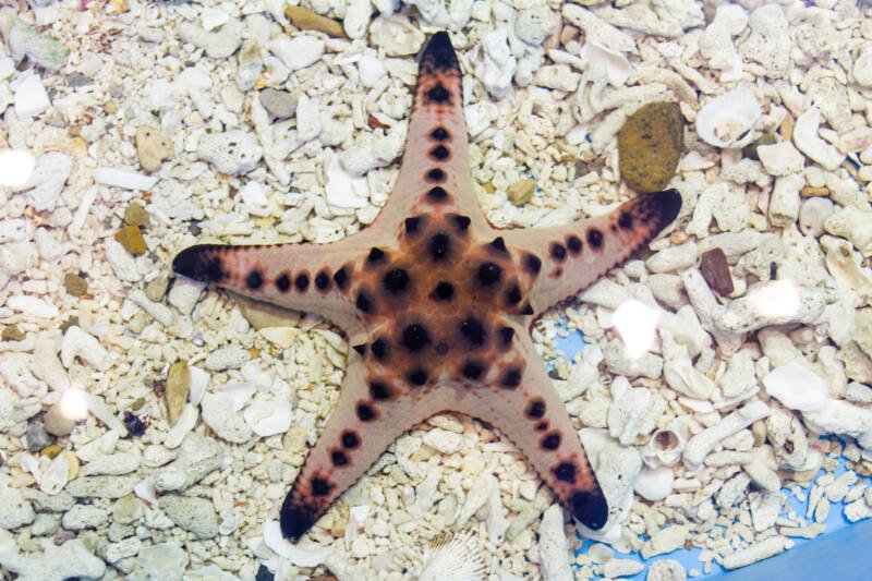 Protoreaster nodosus also known as chocolate chip sea star on a white substrate in a marine aquarium