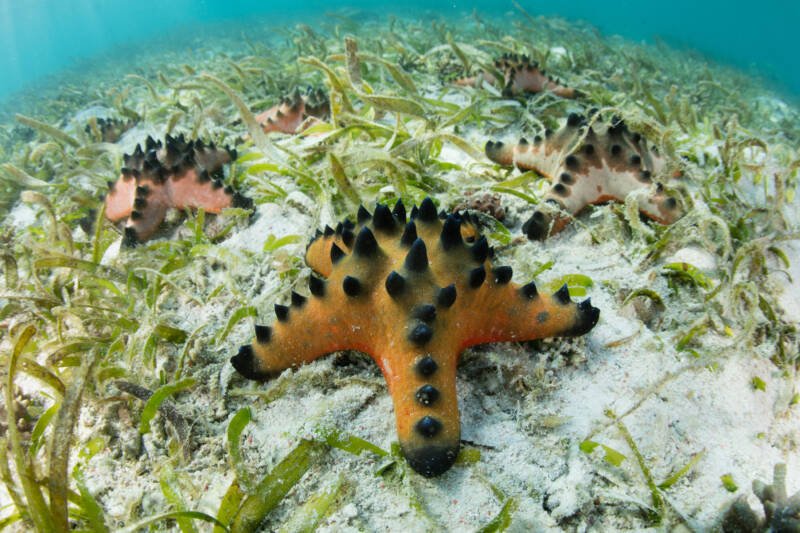 Chocolate chip sea stars live in a shallow seagrass meadow in Komodo National Park, Indonesia