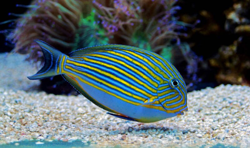 Acanthurus lineatus better known as clown tang swimming near a sandy bottom of a reef aquarium