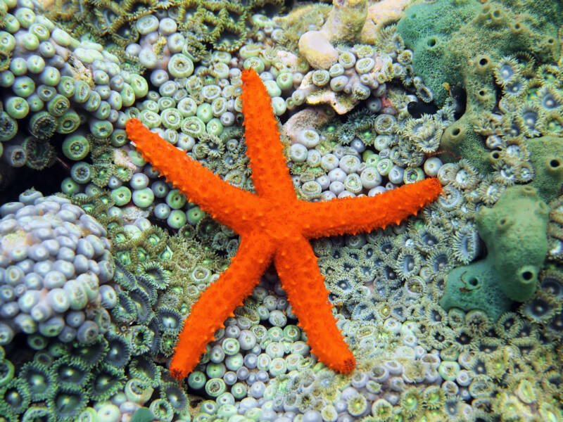 Linckia guildingi commonly known as comet sea star underwater on seabed covered by anemones