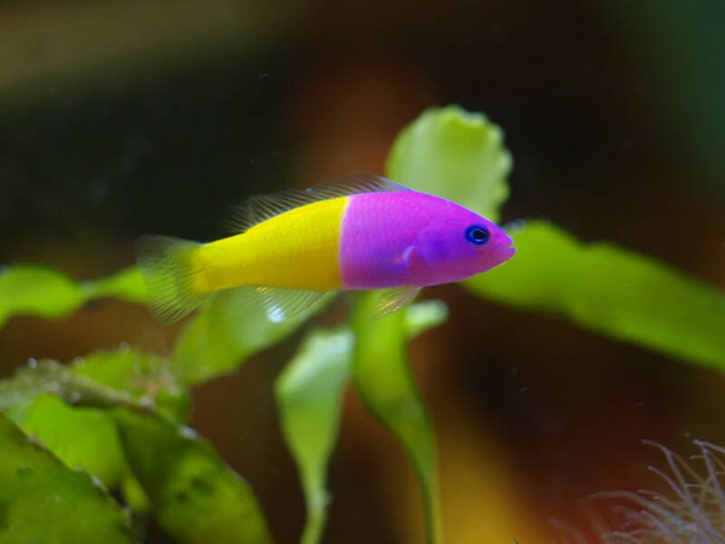 Pictichromis paccagnellae also known as royal dottyback swimming in a saltwater aquarium