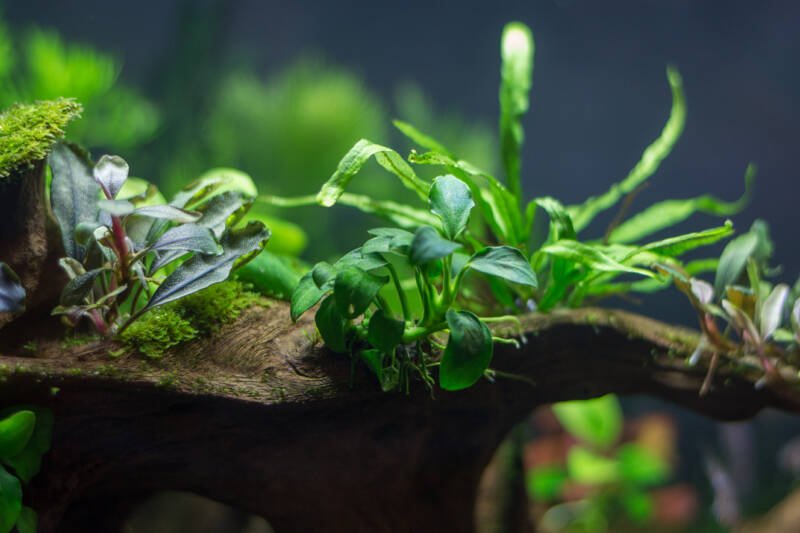 Bogwood driftwood covered with nana anubias plants and mosses