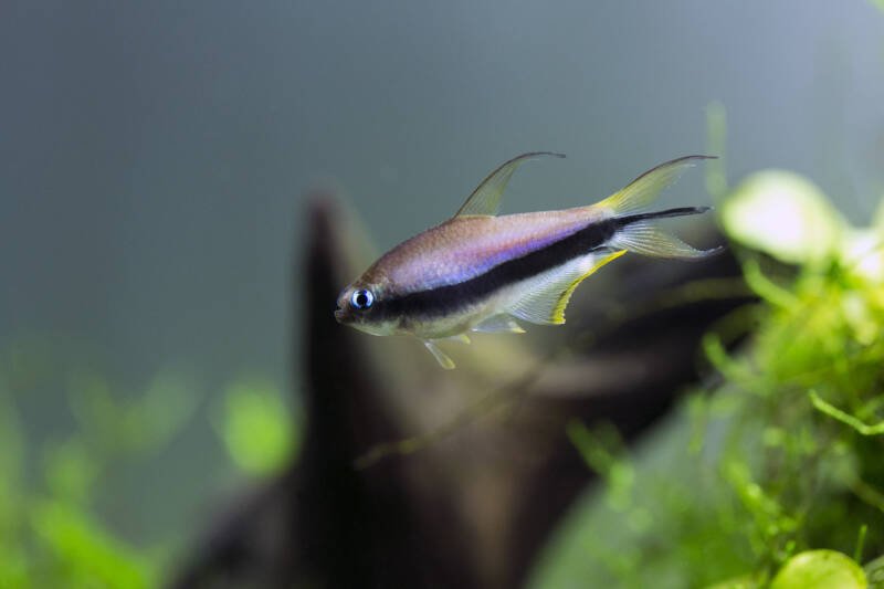Nematobrycon palmeri also known as emperor tetra is swimming in a freshwater aquarium