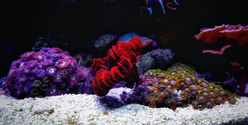 Himerometra robustipinna also known as red feather starfish in a reef tank 