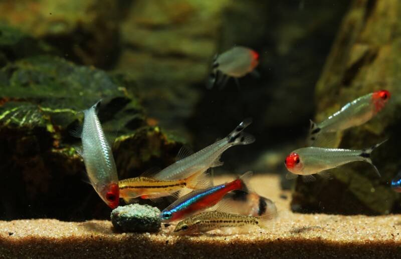Tetras and small catfish feeding together