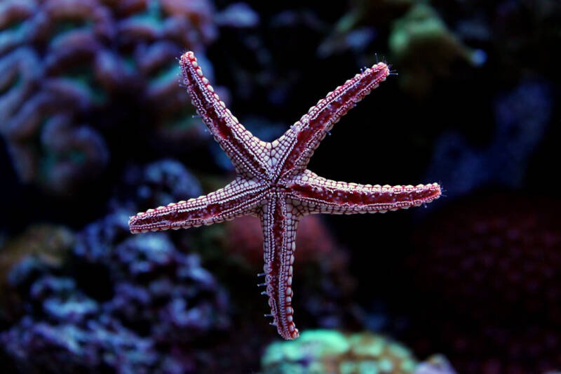 Fromia elegans starfish moving on a glass in a reef tank