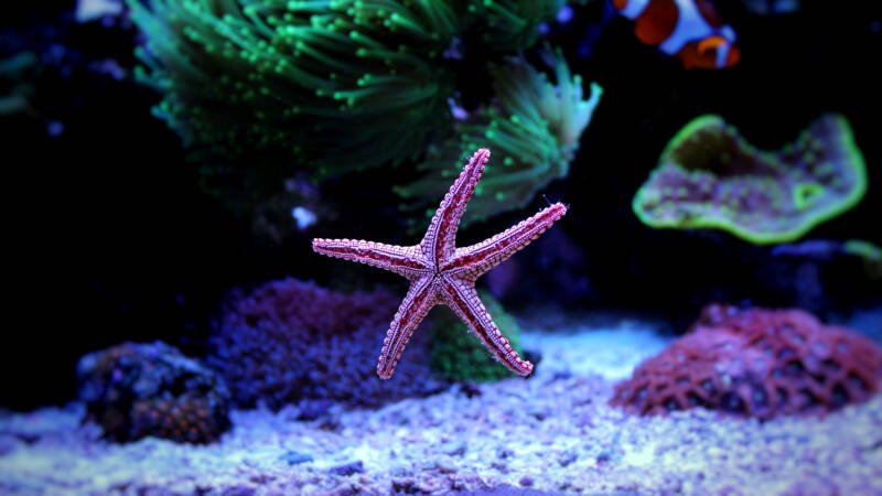 Fromia elegans also known as fromia starfish moving on an aquarium glass in a reef tank