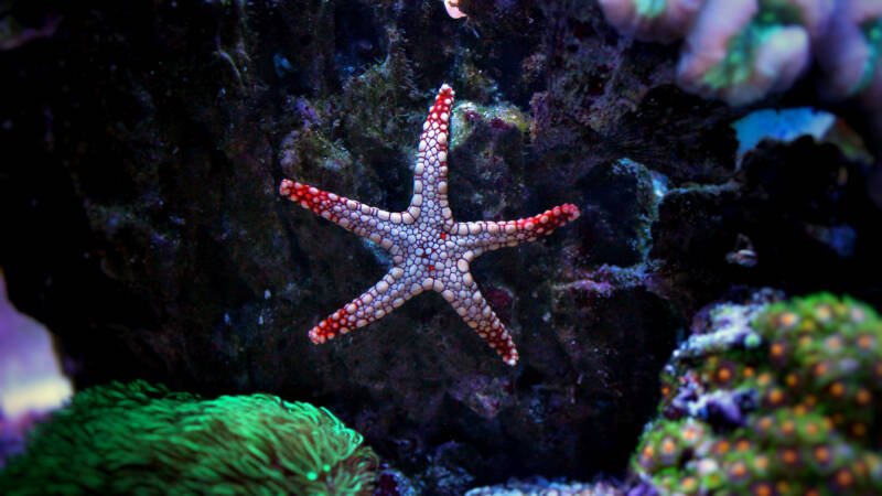 Fromia elegans also known as marbled starfish attached on a rock in a reef tank