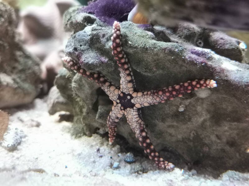 Fromia monilis starfish moving on a live rock in a reef tank with white sand