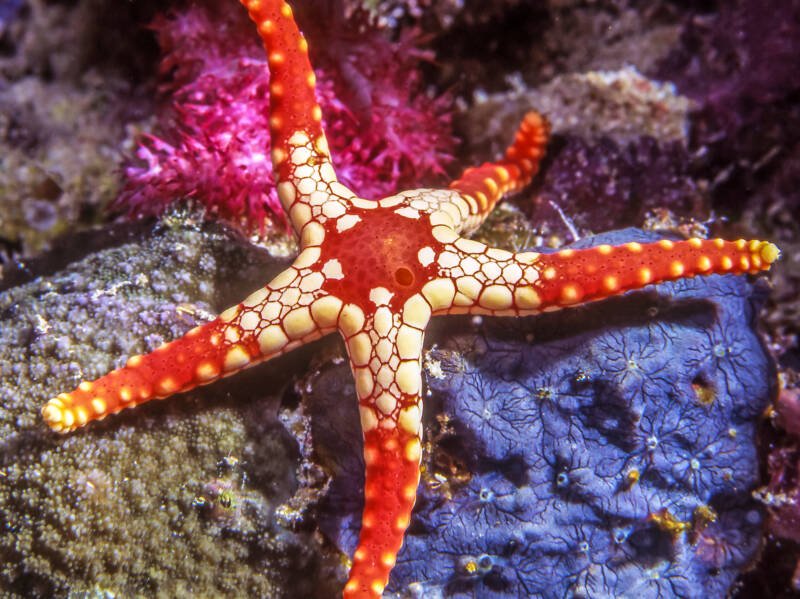 Fromia monilis commonly known as necklace starfish or tile sea star moving on a reef 