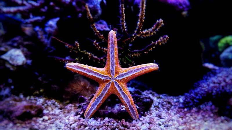 Fromia starfish moving on a glass in a reef tank