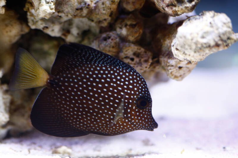 Zebrasoma gemmatum also known as gem tang swimming near white sandy bottom in a saltwater aquarium with rock