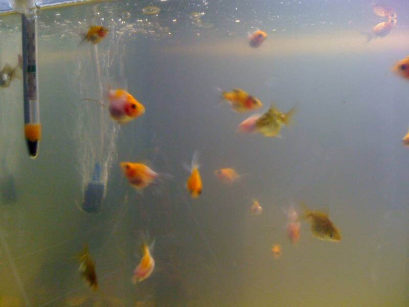 Goldfish fry swimming in a breeding tank