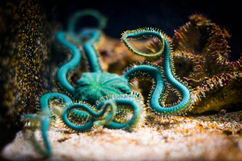 Ophiarachna incrassata also known as green brittle sea star moving on a coral 