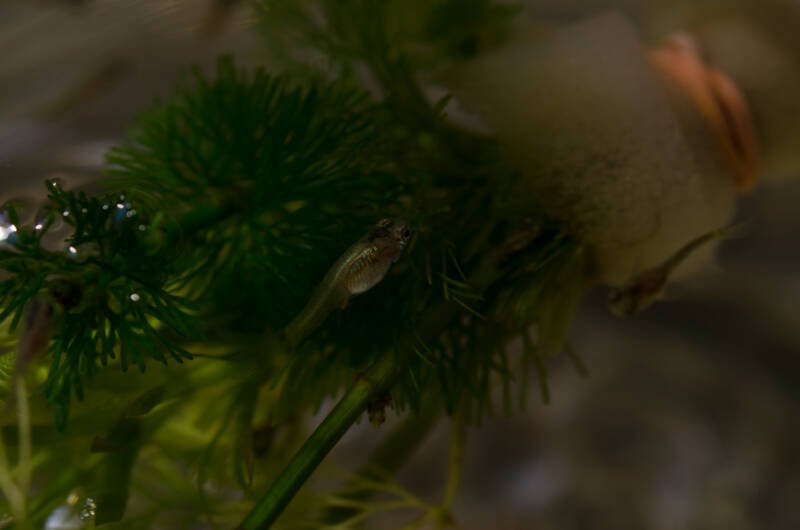 Guppy fry hiding in the floating plants in aquarium