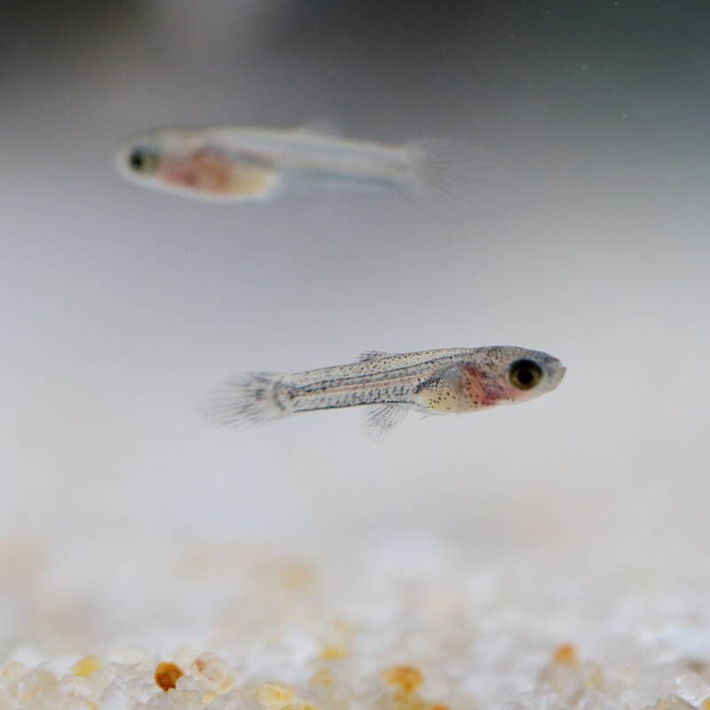 Two guppy fry swimming close to the bottom