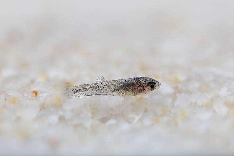 What Do Baby Guppies Look Like 