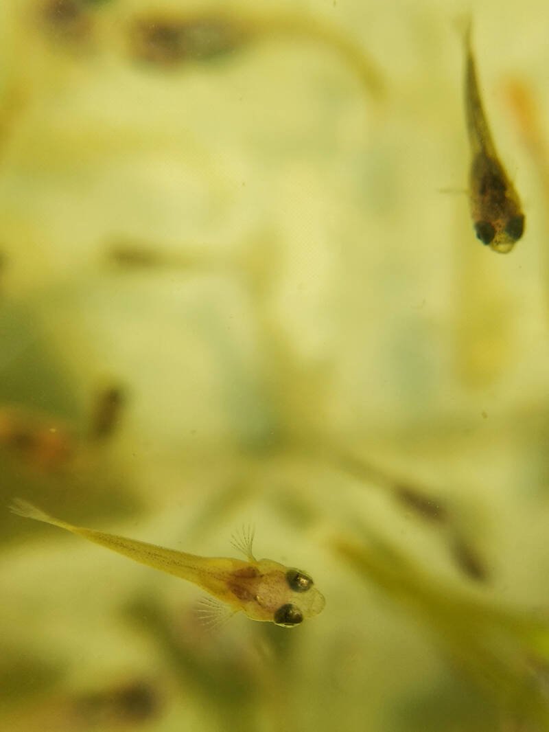 Guppy fry swimming in a breeding tank