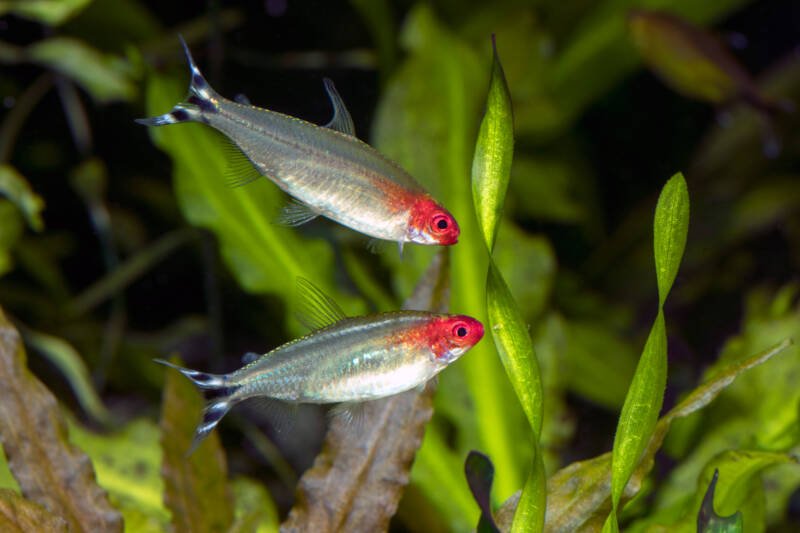 Pair of Hemigrammus bleheri also known as rummy nose tetras is swimming together in a planted aquarium