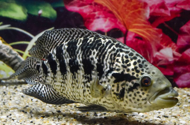 Parachromis managuensis also known as Jaguar cichlid featuring vertical black bands swimming in a freshwater aquarium with live plants