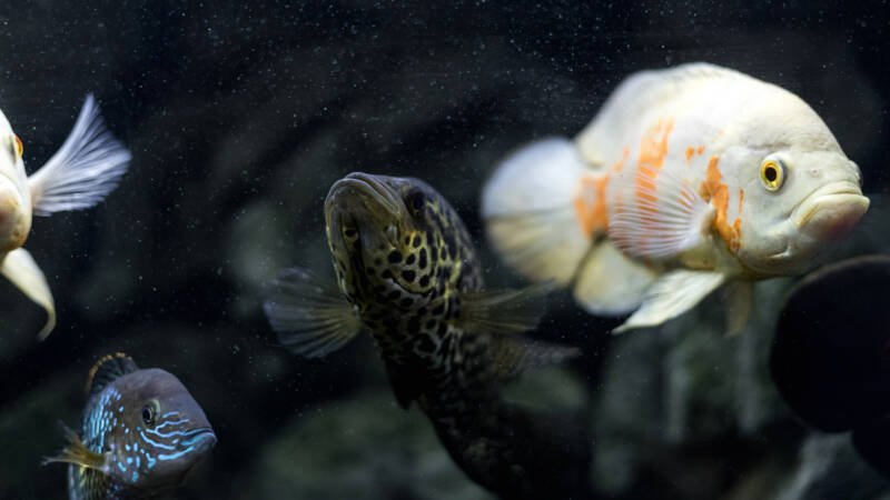 Jaguar cichlid swimming with Oscar fish and other tank mates in a freshwater aquarium