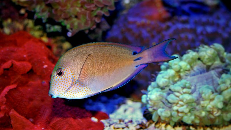 Acanthurus nigrofuscus also known as lavender or brown tang swimming in a reef