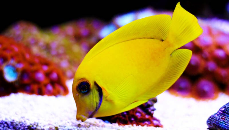 Acanthurus pyroferus commonly known as lemon or lemon peel tang peaking up some food from the bottom of a reef tank
