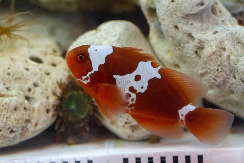 Premnas biaculeatus also known as lightning maroon clownfish swimming in a saltwater aquarium with rocks and anemones