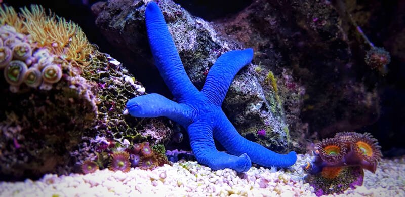 Linckia laevigata also known as blue linckia starfish moving on a live rock in a reef tank