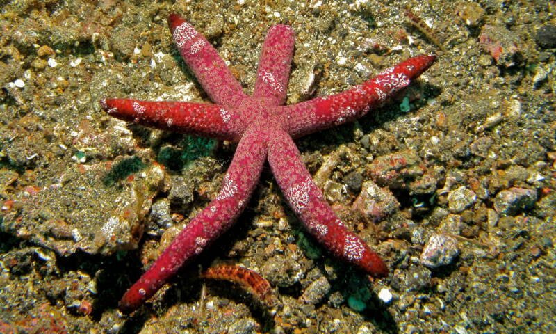 Echinaster luzonicus commonly known as luzon starfish on a bottom of the sea