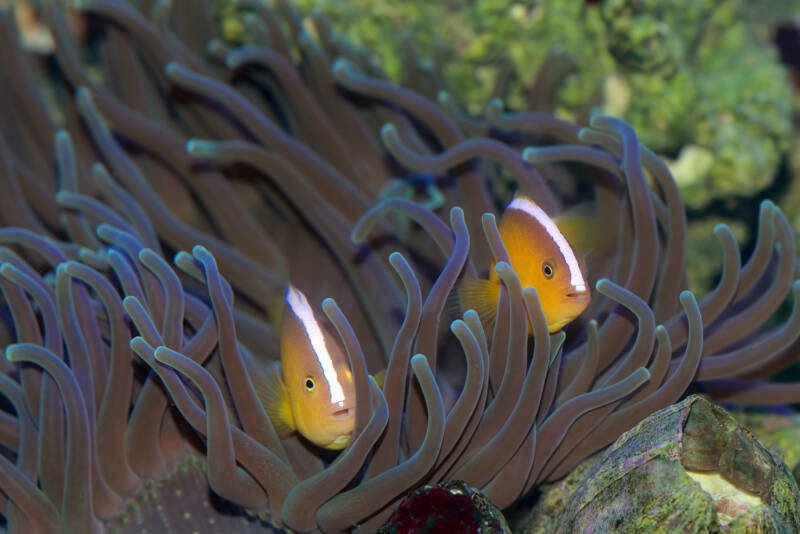 Macrodactyla doreensis commonly known as long tentacle anemone or corkscrew anemone with two skunk clownfish inside of it
