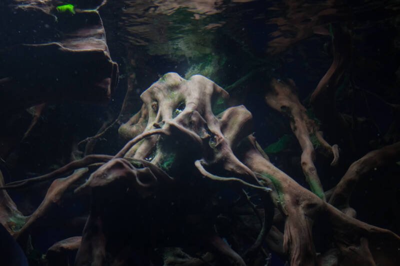 Discus fish swimming through mangrove roots in aquarium