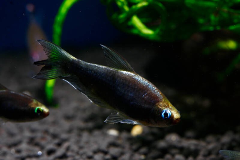 Nematobrycon palmeri también conocido como emperador tetra nadando en un acuario plantado con un sustrato oscuro.