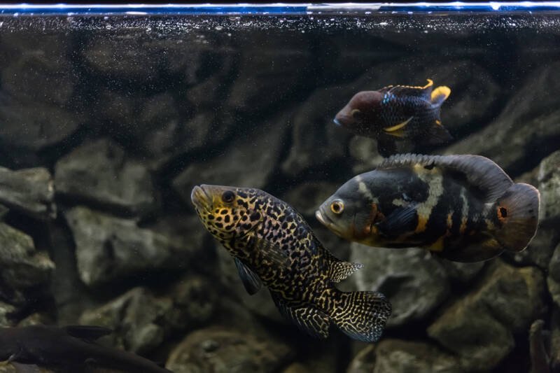 Cíclido jaguar nadando con Oscar y otro pez en un acuario comunitario