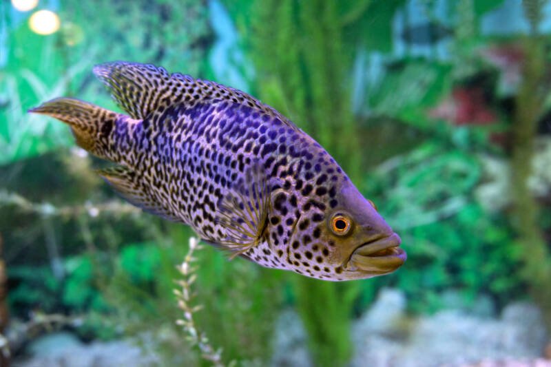 Adulto de Parachromis managuensis comúnmente conocido como cíclido jaguar nadando en un acuario plantado
