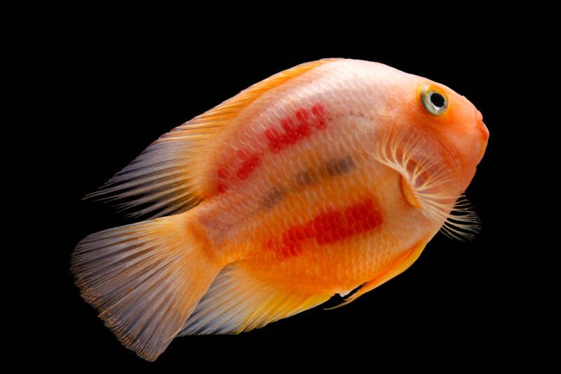 Blood parrot cichlid with injected dyes to give brighter or more unique colors
